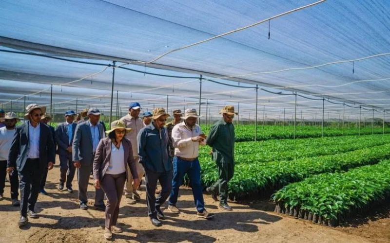 Ethiopia Aims for $2 Billion in Coffee Exports: Analysis of New Developments and Challenges in Fiscal Year 2024/25