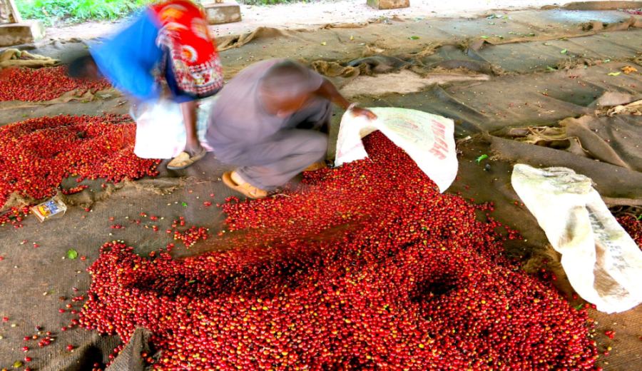 Analysis of Kenyan Coffee Bean Grading: AA Standard, Bean Size Explanation, and Pour Over Recommendations