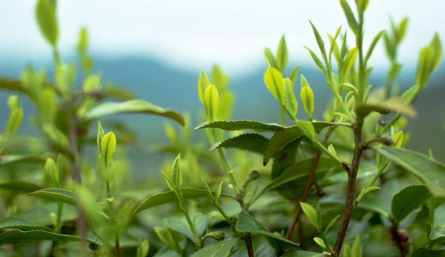 The best introduction to tea culture: 7 classic documentaries that explore the global tea industry