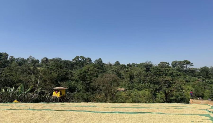 Complete Guide to Yirgacheffe Coffee: Regional Characteristics, Washed & Natural Flavors, and Pour Over Recommendations