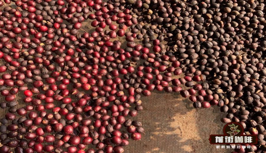 Recommended Yunnan Coffee Bean Brands | A Guide to Regional Flavors & Three Popular Brands