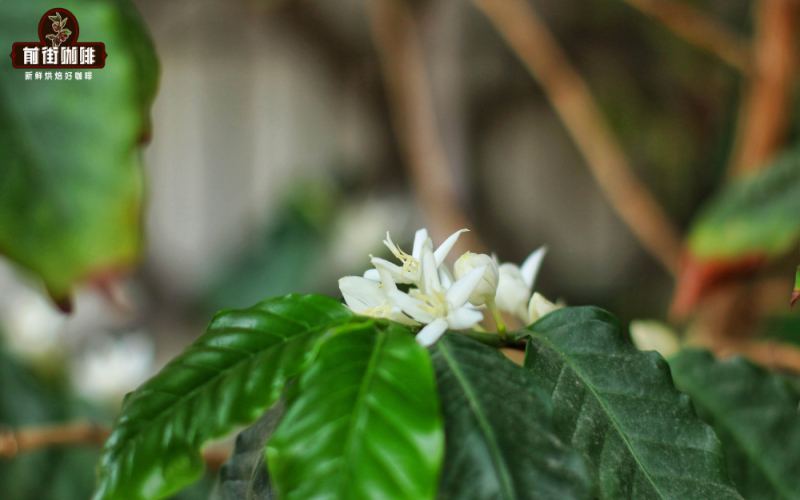 In-depth Analysis of Yunnan’s Three Major Coffee Regions: Flavors & Growing Guide for Pu’er, Baoshan, and Lincang
