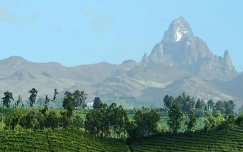 The Century-Old Journey of Kenyan Black Tea: A Comprehensive Exploration of Regional Flavors and CTC Processing