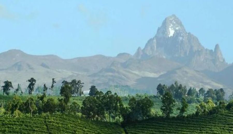 The Century-Old Journey of Kenyan Black Tea: A Comprehensive Exploration of Regional Flavors and CTC Processing