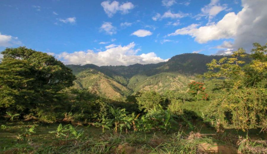 Jamaica Blue Mountain Coffee: Origin Unveiled, Flavor Profile, Grade Classification & Best Brewing Methods