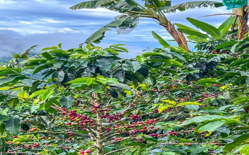 Colombia Rose Valley & San Jose Coffee: Flavor Profile & Pour Over Brewing Guide