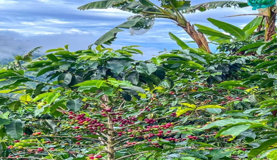 Colombia Rose Valley & San Jose Coffee: Flavor Profile & Pour Over Brewing Guide