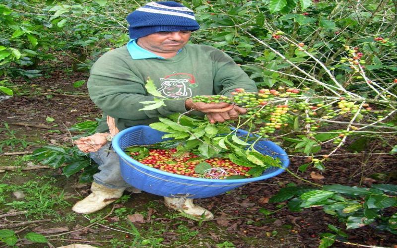 How to Brew Costa Rica Tarrazú Honey Processed Beans? A Complete Guide to Flavor Profiles & Pour Over Settings