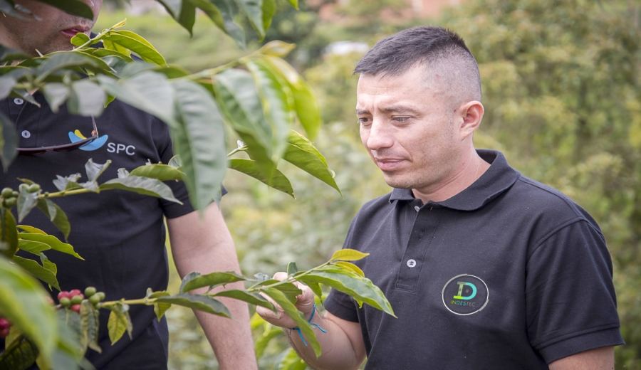 How to Brew Colombian Sakura Coffee Beans? Complete Guide to Double Anaerobic Washed Process & Pour Over Parameters