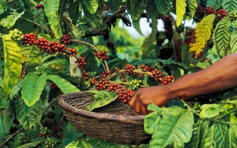 A Comprehensive Guide to Arabica Coffee Varieties: How to Choose Between Geisha and Typica? Pour Over Bean Flavor Guide