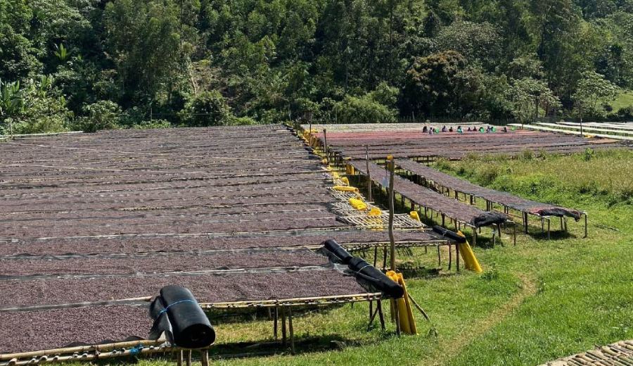 How to Choose Between Washed and Natural Coffee Beans? A Comprehensive Guide to Flavor Profiles and Processing Methods Across Six Major Regions