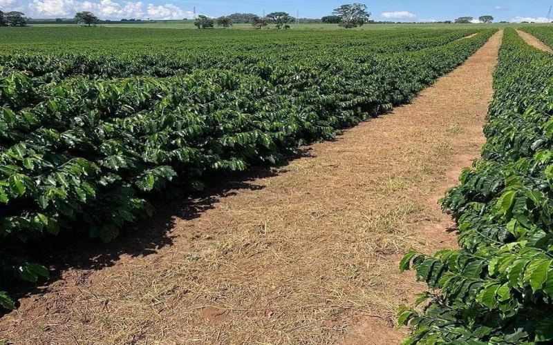 Complete Guide to Brazilian Coffee: From Regional Flavors to Pour Over Parameters for Red and Yellow Bourbon
