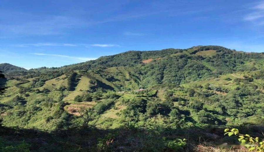 Brazil’s IAC Develops Naturally Decaf Coffee; Global Market Expected to Reach $28.8 Billion by 2030
