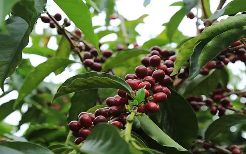 In-depth Analysis of Panama Boquete Geisha Eleta: Terroir, Processing Method & Pour Over Recommendations