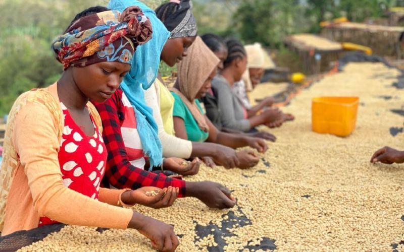 How to Choose Yirgacheffe Coffee Beans? Master Roast Levels, Flavors, and Grading in One Go