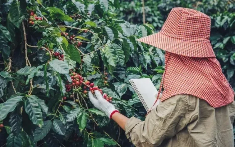 Vietnam's coffee and pepper exports frequently fall victim to theft, with losses exceeding 19 tonnes damaging international reputation