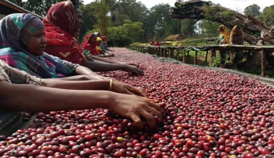 Ethiopia Yirgacheffe Kochere Beans: Washed Process + Altitude Flavor Analysis | Pour Over Beginner’s Guide