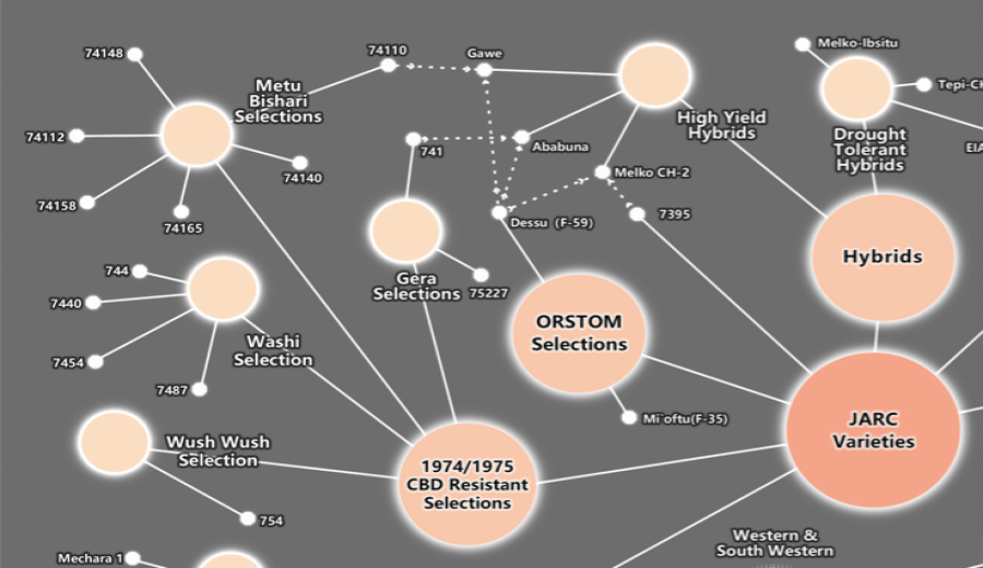 Analysis of Ethiopia's 74 Series Coffee Varieties & Practical Pour Over Guide for 74158