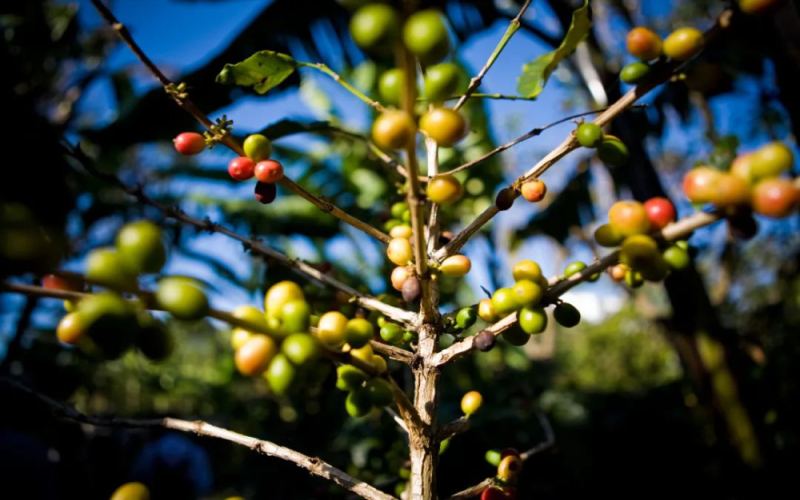Behind the Surge in Vietnamese Robusta Coffee Prices: How the New Crop Season and Red Sea Crisis Are Impacting the Market?