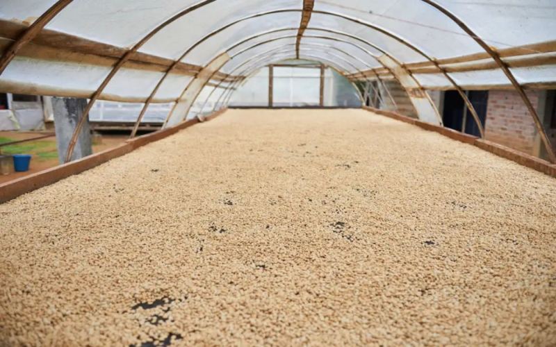 A Complete Guide to Colombian Coffee: Regions, Varieties, Processing Methods, and Pour Over Brewing