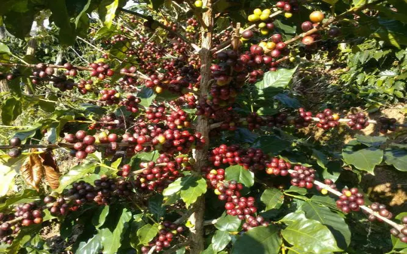 Vietnam drought drives up Robusta prices, analysis of Arabica market supply-demand shift