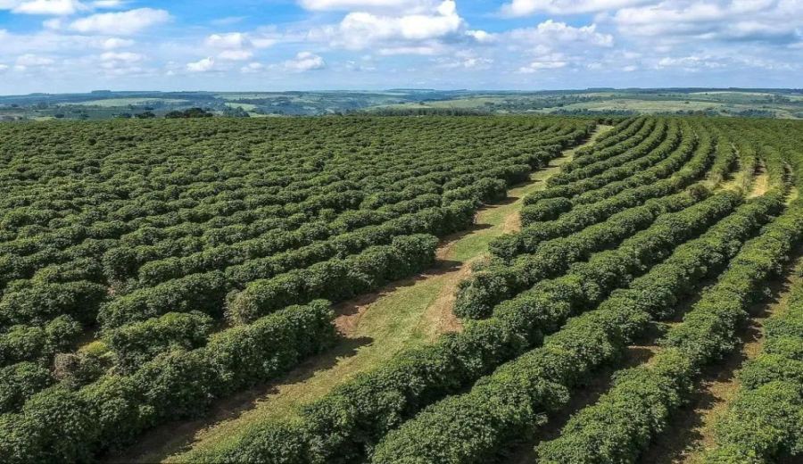 Brazilian Mogiana Yellow Bourbon Coffee Beans: A Complete Guide to Terroir Flavors and Pour Over Parameters
