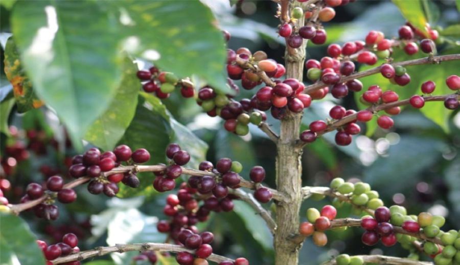 How to Choose the Roast Level of Coffee Beans? A Hands-On Review of Three Best-Selling Beans