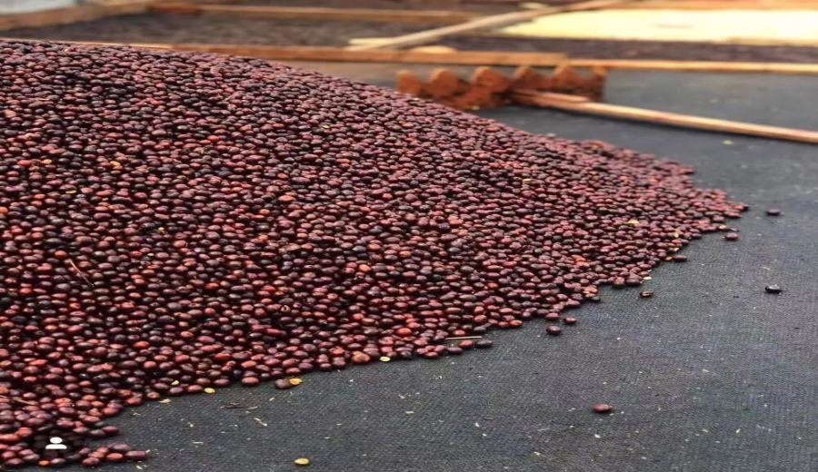 What’s the difference between Caturra and Catuai coffee beans? A comprehensive analysis of flavor characteristics and cultivation advantages