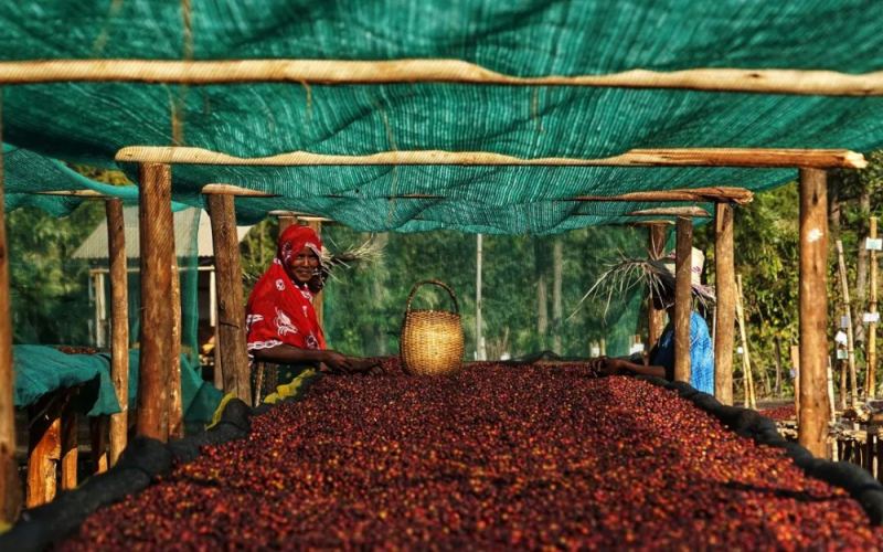 Complete Guide to Yirgacheffe Adado Coffee Beans: Origin, Processing Method, and Pour Over Parameters