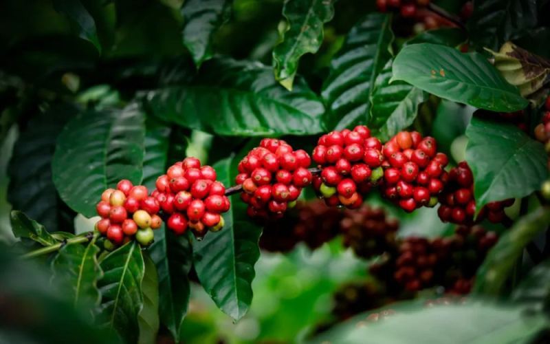 Robusta Coffee Rises Against the Tide: A High-Value, Climate-Resilient Choice and the Trend Toward Refinement