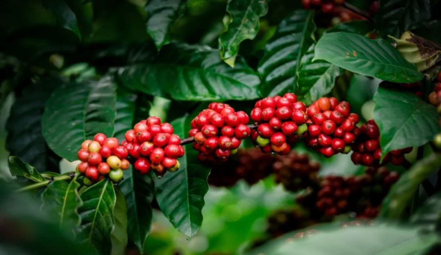 Robusta Coffee Rises Against the Tide: A High-Value, Climate-Resilient Choice and the Trend Toward Refinement