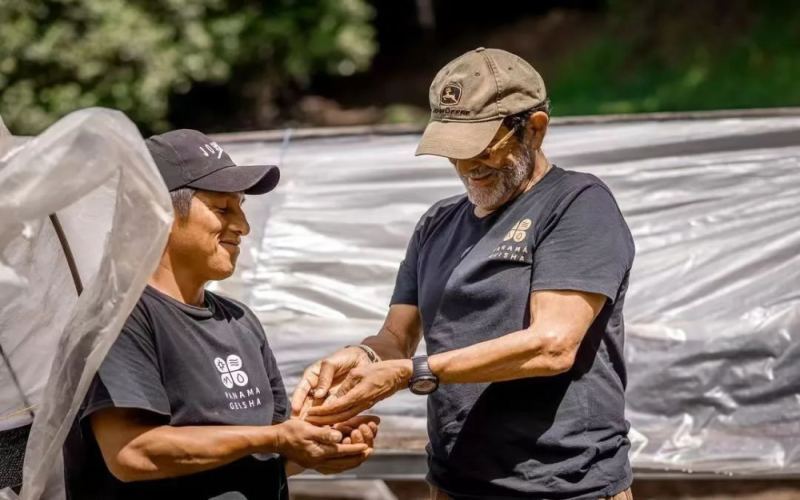 A Complete Guide to Panama Aurora Estate Geisha: The Ironman Geisha Champion and Catalina Natural Flavor Profile