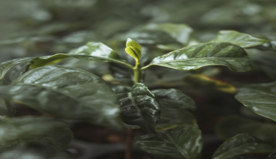 An In-Depth Analysis of Kenya AA & PB Beans | Pour Over Parameters & Flavor Comparison Guide
