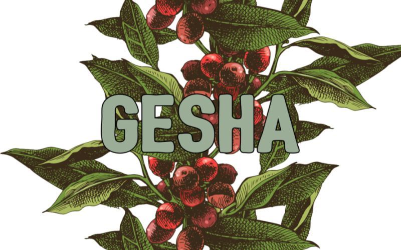 Why is Panamanian Geisha coffee so expensive? A complete guide to red vs. green labels, origin flavors, and pour over brewing