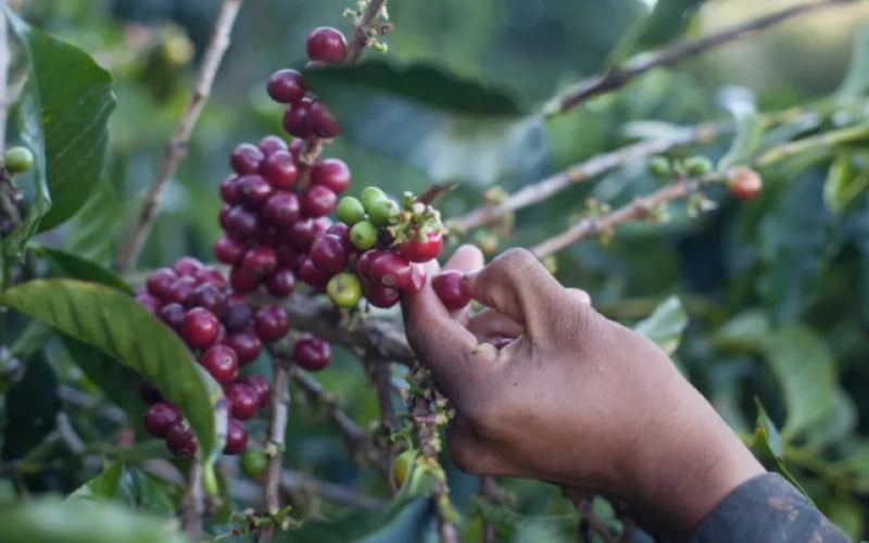 Ethiopian Yirgacheffe and Sidamo Coffee: Flavor Analysis and Pour Over Practical Techniques