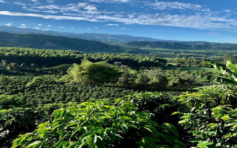 Unveiling Colombia’s Coffee Regions: A Complete Guide from Altitude Classification to Pour Over Parameters