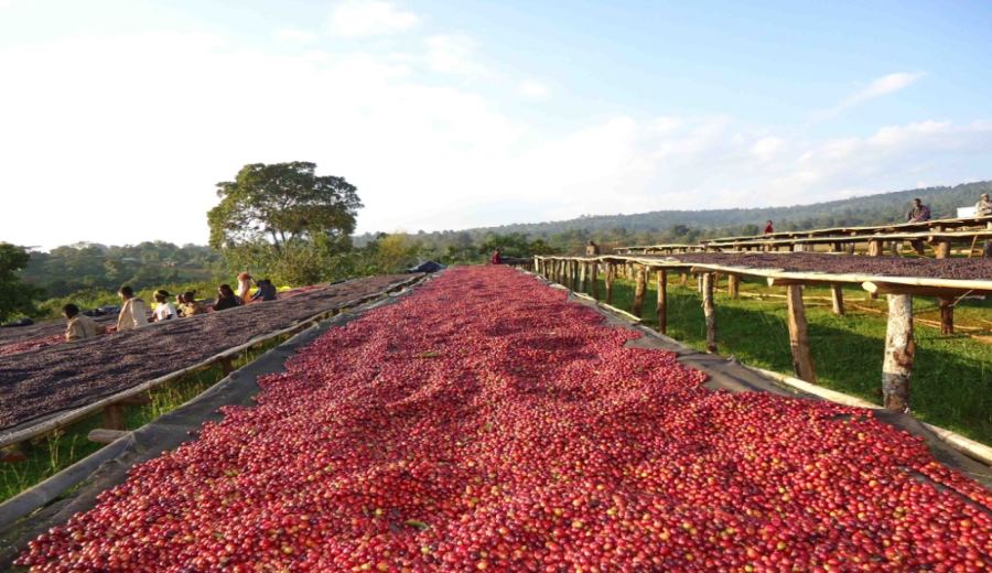 Analysis of Ethiopian Guji Region Sun-Dried Beans: A Complete Guide to Hua Kui Flavors, Pour Over Techniques, and Regional Characteristics