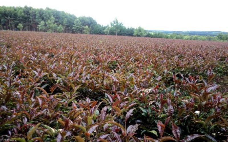 What is Kenyan Purple Tea? Unveiling the Natural Source of Purple Tea Liquor and Brewing Tips