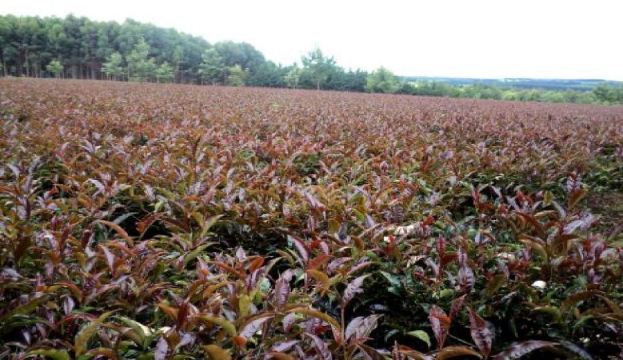 What is Kenyan Purple Tea? Unveiling the Natural Source of Purple Tea Liquor and Brewing Tips