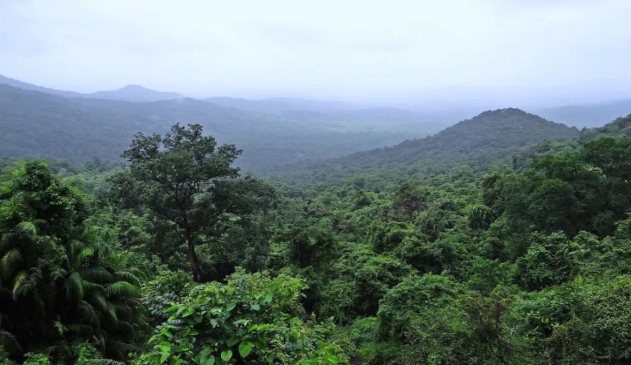 The Ultimate Guide to Monsooned Malabar Coffee: Origins, Processing Method & Pour Over Flavor Profile