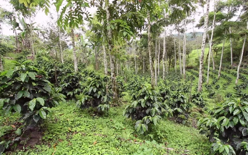 Ecuador Loja Province Windmill Estate: The Champion Cultivation Method of Geisha Coffee