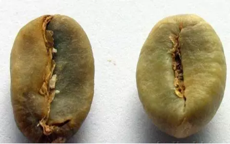 What’s the difference between Robusta and Arabica beans? A complete comparison from appearance, flavor to growing conditions