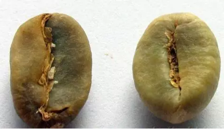 What’s the difference between Robusta and Arabica beans? A complete comparison from appearance, flavor to growing conditions
