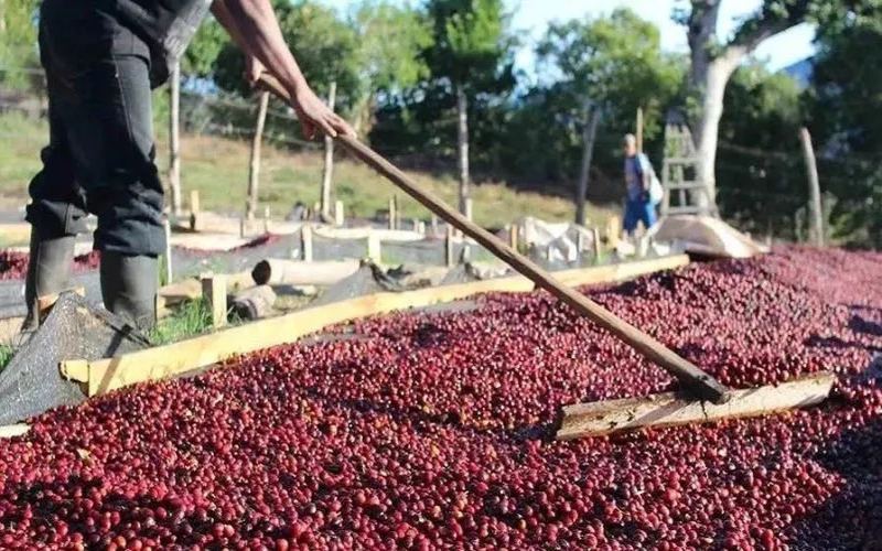 A Comprehensive Guide to Costa Rica Honey Process: From Flavor Grading to Strawberry Sugar Specialty Beans