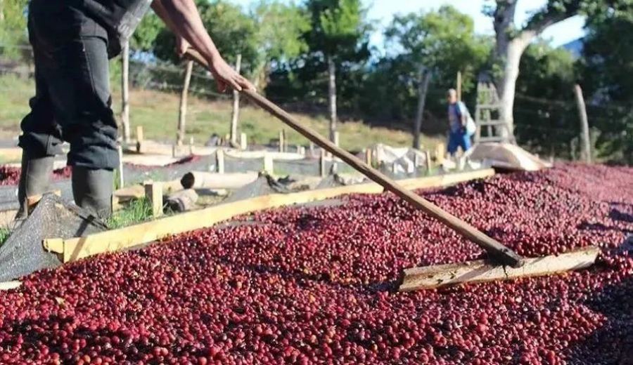 A Comprehensive Guide to Costa Rica Honey Process: From Flavor Grading to Strawberry Sugar Specialty Beans