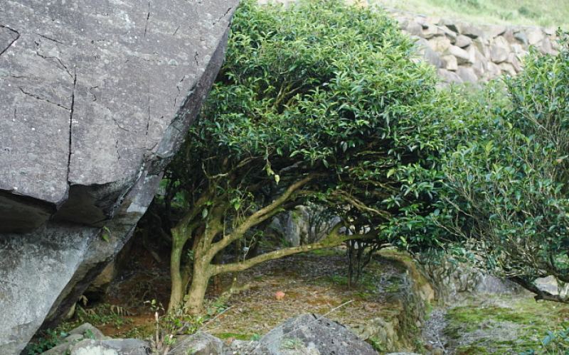 Tieguanyin, Wuyi Rock Tea, and Dancong Oolong: A Flavor Analysis and Brewing Guide