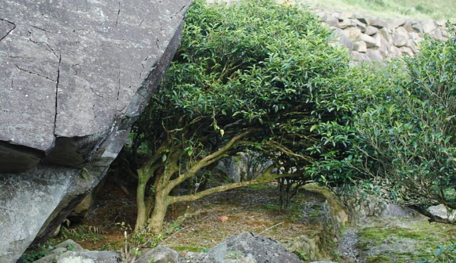 Tieguanyin, Wuyi Rock Tea, and Dancong Oolong: A Flavor Analysis and Brewing Guide