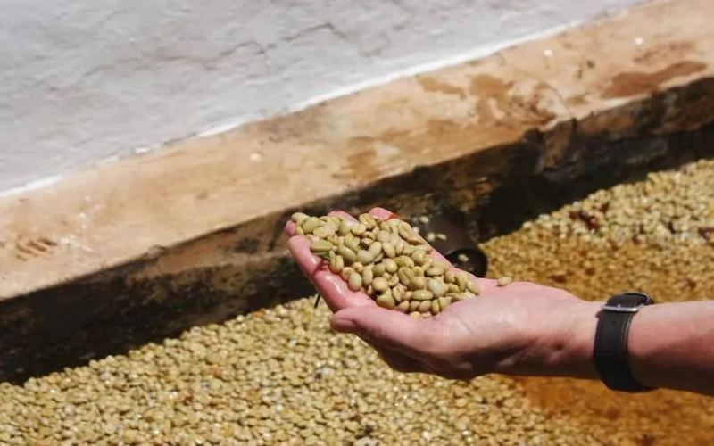 Complete Guide to Washed Processing: Step-by-Step Breakdown & Flavor Characteristics, Ideal for Pour Over Coffee Lovers