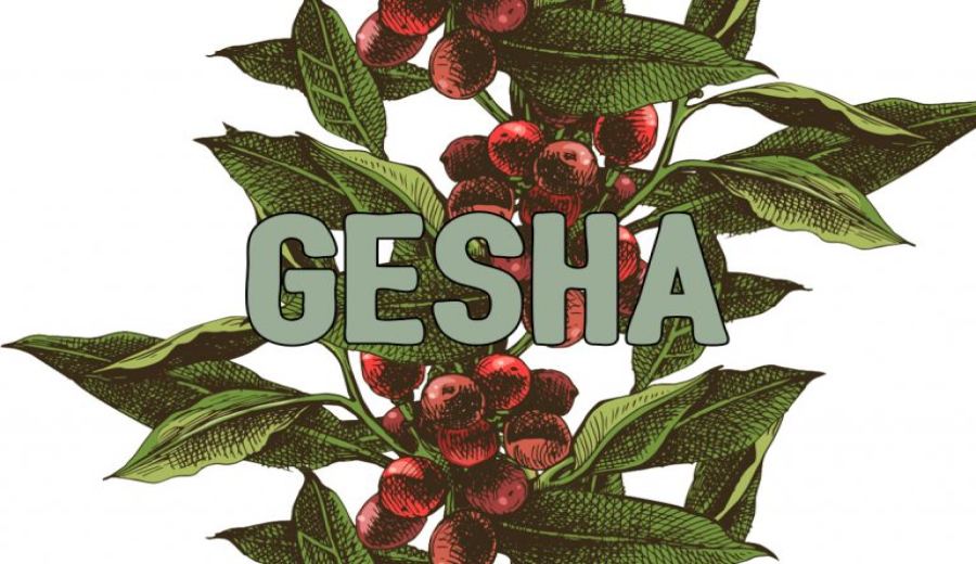Analysis of the Single-Cup Price of Panamanian Geisha | A Complete Guide to the Deborah Savic Anaerobic Natural Flavor & Processing