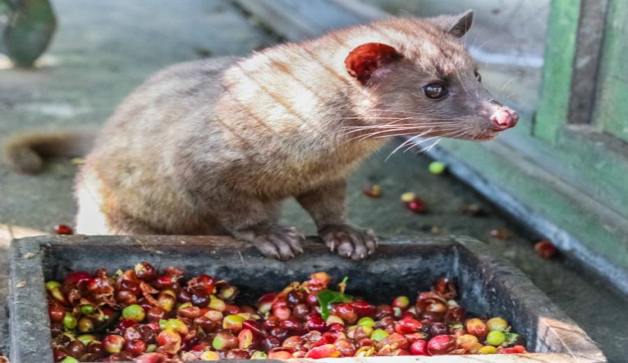 The Truth About Indonesian Civet Coffee: Risks of Cheap Kopi Luwak & Recommended Alternatives